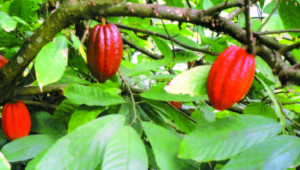 cacao