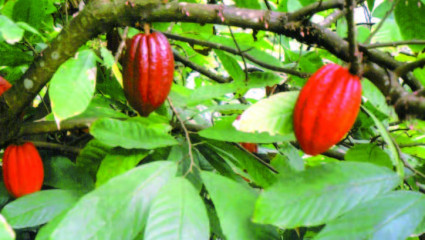 cacao