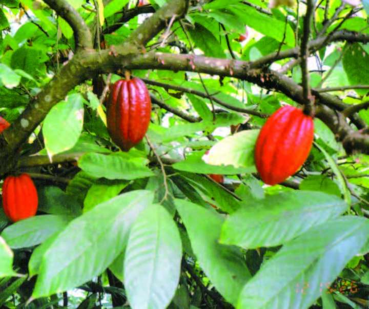 cacao