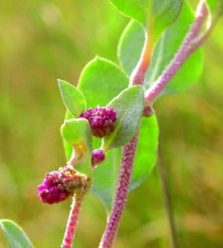 Arroche arbrisseau