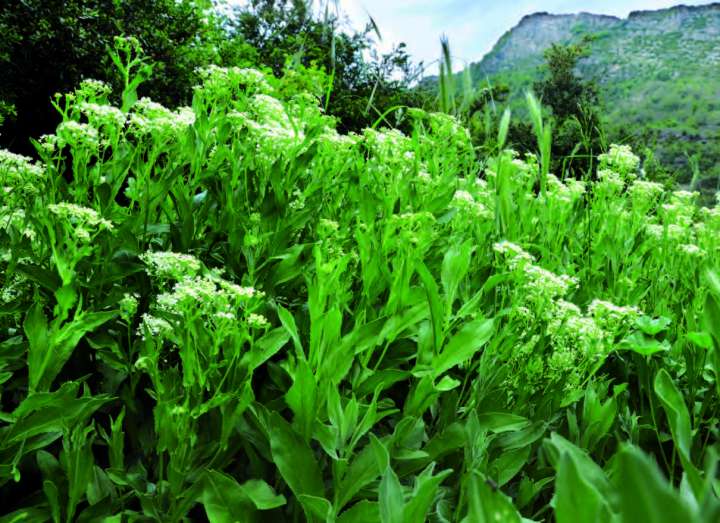 Le brocoli sauvage