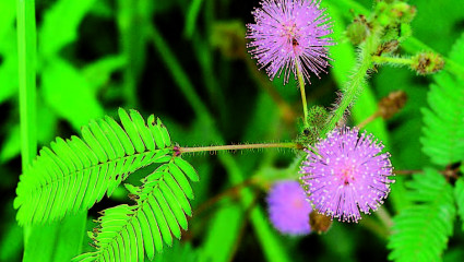 Sensitive, Mimosa pudica