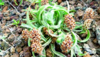 Psyllium blond ou plantain des Indes, Plantago ovata