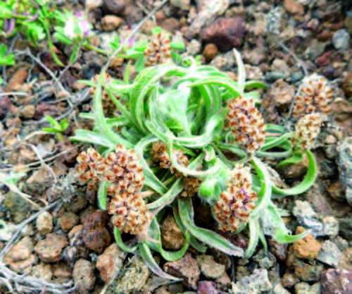 Psyllium blond ou plantain des Indes, Plantago ovata