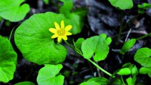 Ficaire fausse-renoncule (Ficaria verna, Ficaria ranunculoides ou Ranunculus ficaria)