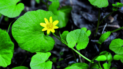 Ficaire fausse-renoncule (Ficaria verna, Ficaria ranunculoides ou Ranunculus ficaria)