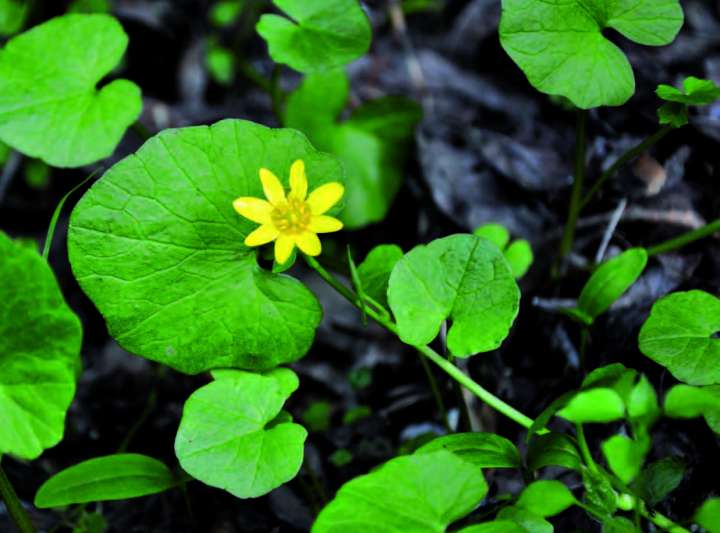 Les vertus de la ficaire, une renoncule comestible- Plantes et Santé