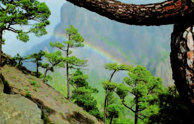 Le parc de la Caldera de Taburiente