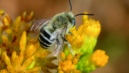 abeille