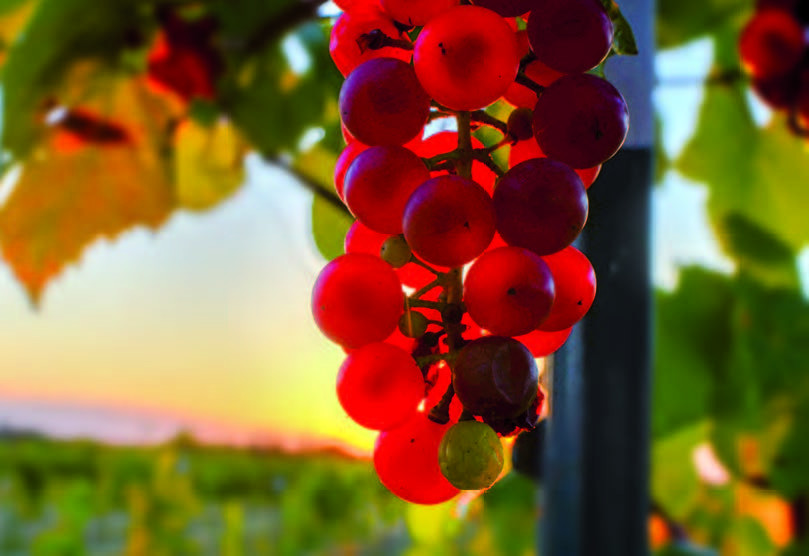 Resvératrol du raisin et maladie chronique de l’intestin Plantes et Santé