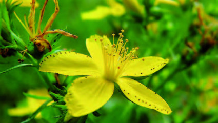 Millepertuis, Hypericum perforatum