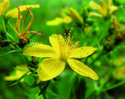 Millepertuis, Hypericum perforatum