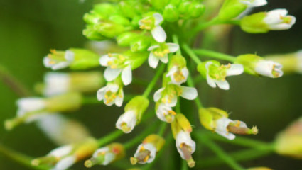 Arabette des dames, Arabidopsis thaliana