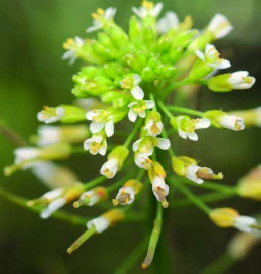 Arabette des dames, Arabidopsis thaliana