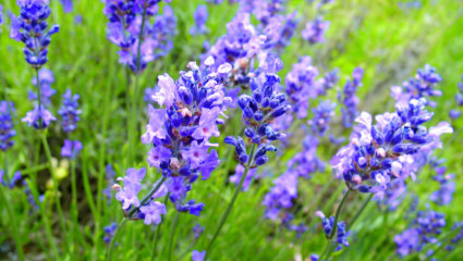 Lavande vraie, Lavandula angustifolia