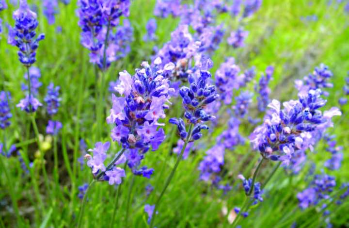 Lavande vraie, Lavandula angustifolia