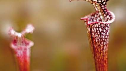 Mais que se disent les plantes ? 