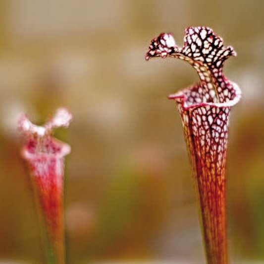 Mais que se disent les plantes ? 