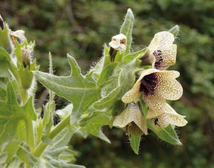 Ces fleurs toxiquesqui nous font du bien