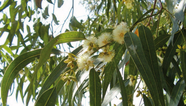 eucalyptus globulus