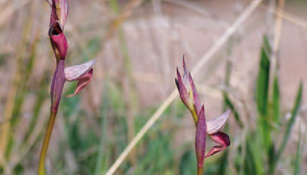 Olbia serapias