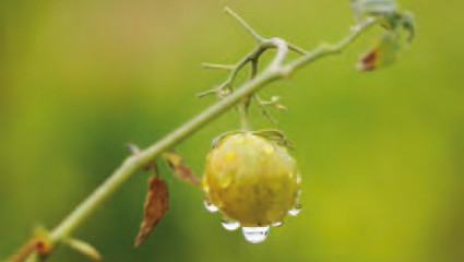 Goutte d’eau sur végétaux