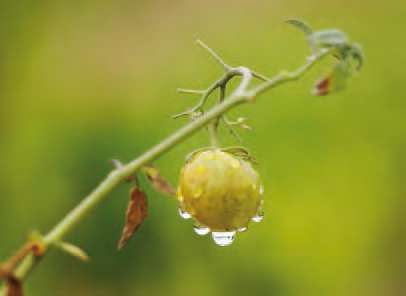 Goutte d’eau sur végétaux