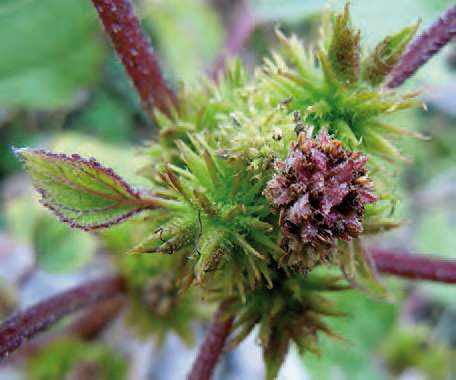 Lampourde d'orient, Xanthium strumarium L.