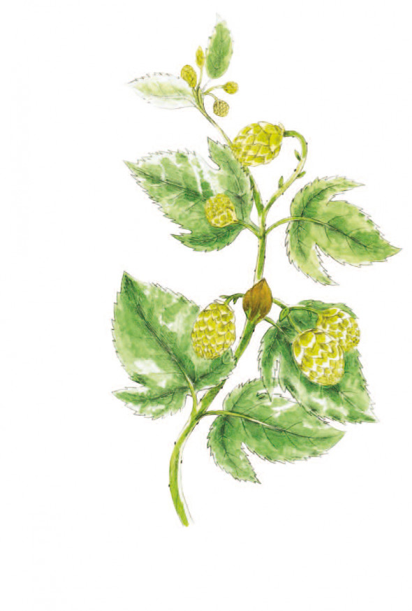Houblon (Humulus lupulus)