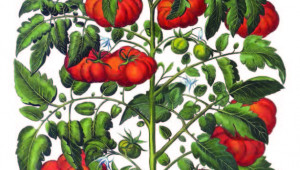 Tomate, Solanum lycopersicum