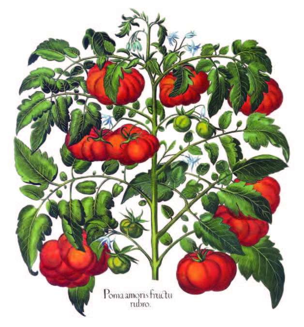 Tomate, Solanum lycopersicum