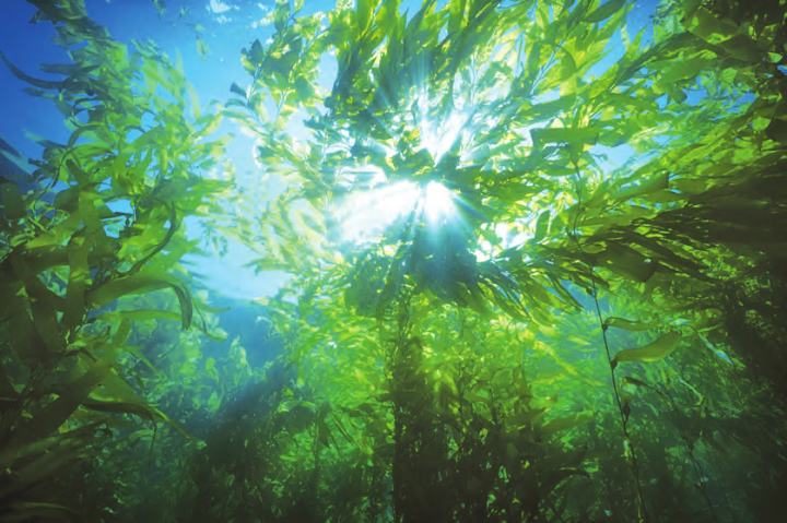 Une forêt flottante survivante