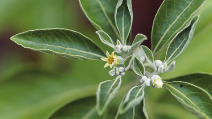 Plusieurs plantes contre les TOC