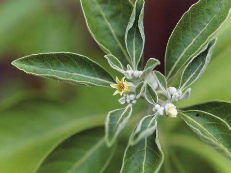 Plusieurs plantes contre les TOC