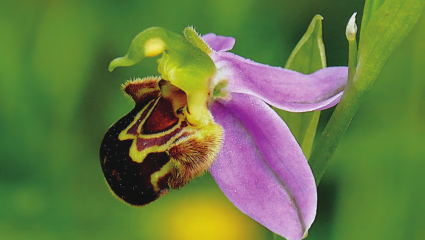 La migration des fleurs sauvages inquiète les chercheurs