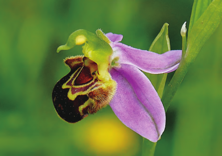 La migration des fleurs sauvages inquiète les chercheurs