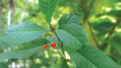 Matalafi (Psychotria insularum) contre l'inflammation