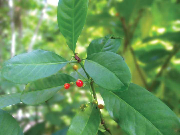 Matalafi (Psychotria insularum) contre l'inflammation