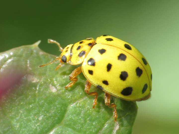 Plante et insecte