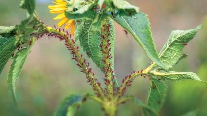 Soigner les maux  du jardin et du potager avec les huiles essentielles