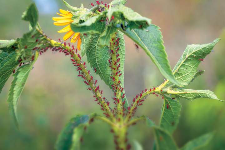 Soigner les maux  du jardin et du potager avec les huiles essentielles