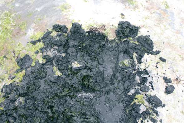 Des algues noirâtres en putréfaction. Cet aspect caractéristique marque la présence d’hydrogène sulfuré. © Yves-Marie Le Lay