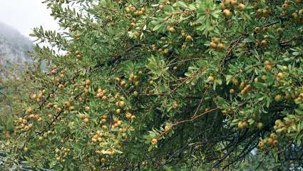 Le poirier épineux, une saveur sauvage