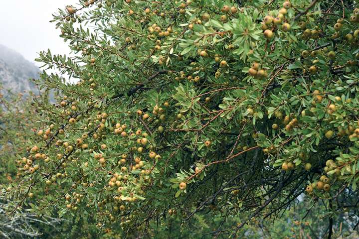 Le poirier épineux, une saveur sauvage