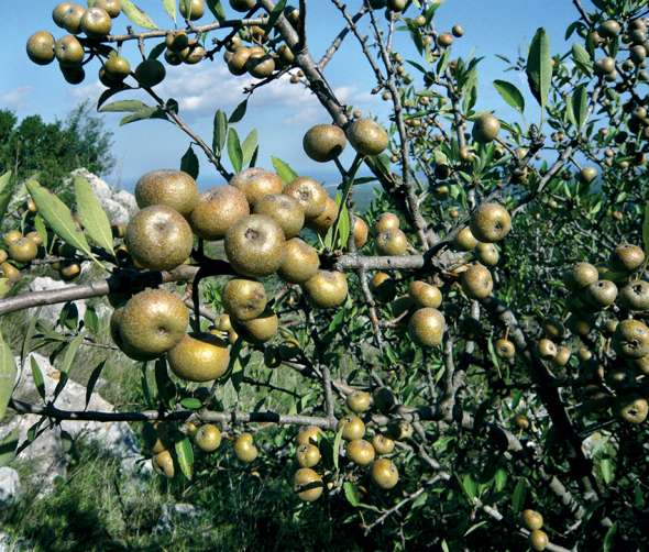 Cueillis sur l’arbre, les fruits doivent être remisés plusieurs semaines avant d’être consommés.