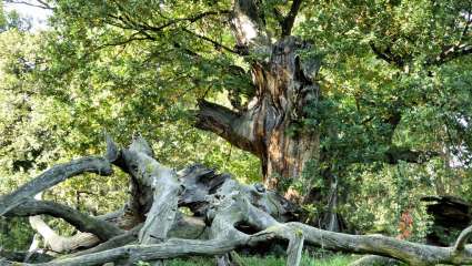 Dépérissement des forêts