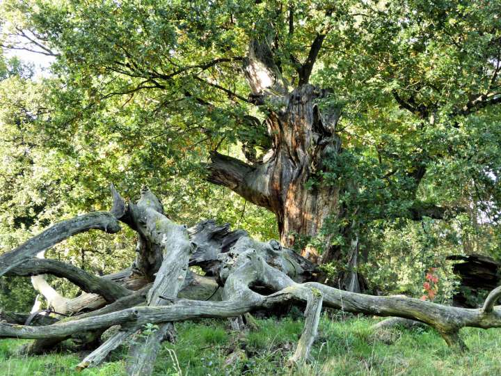 Dépérissement des forêts