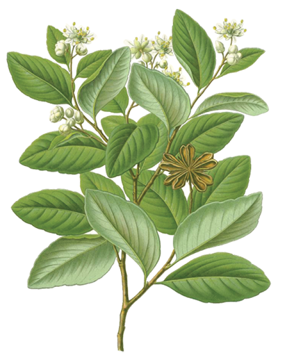 Quillaja saponaria