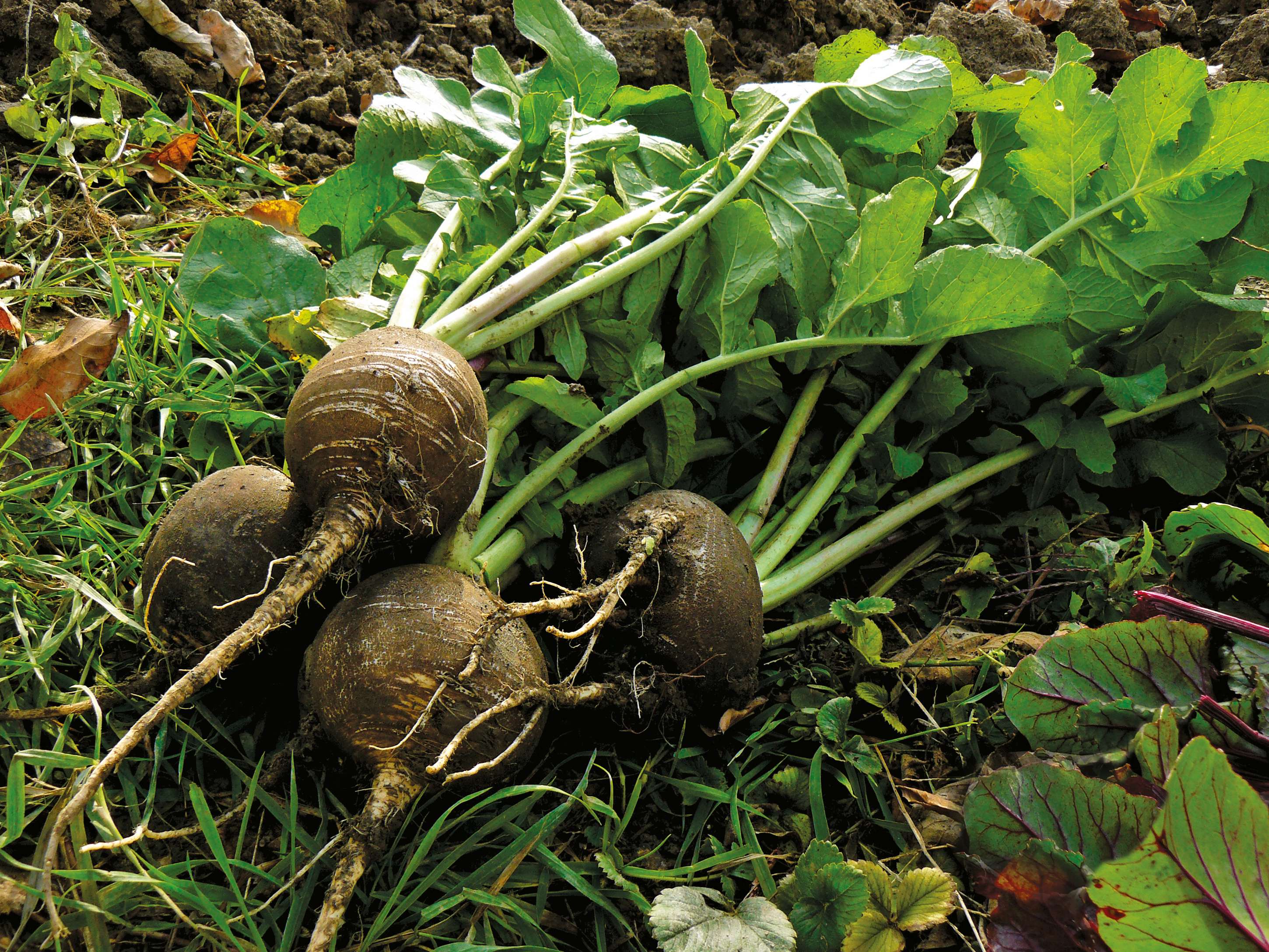 Radis noir - Jardinage, entretien et bienfaits- Plantes et Santé