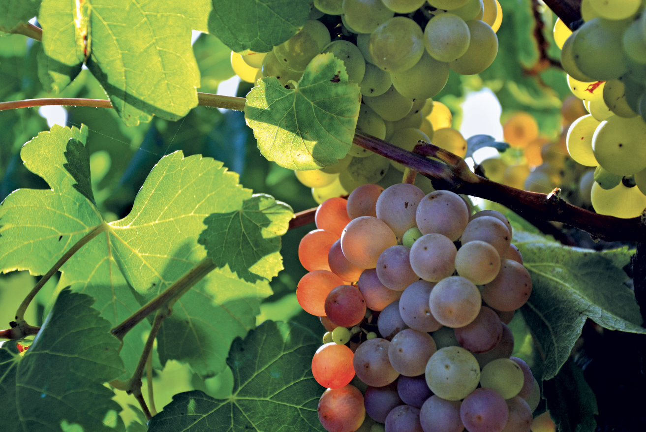 Resvératrol et cancer, de nombreux défis à relever Plantes et Santé